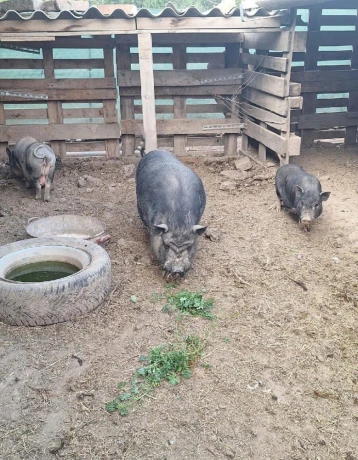 predam-chovne-miniprasce-big-3