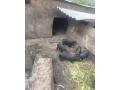vietnamske-prasiatka-small-0