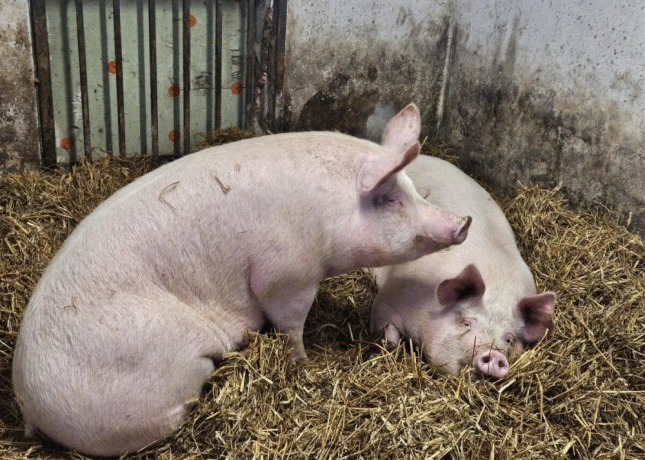 prasa-big-0