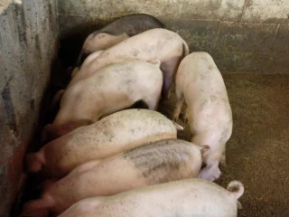 odstavcata
