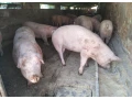 prasa-osipana-small-0
