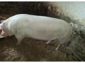 predam-mangalicu-small-0