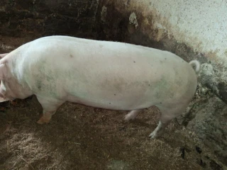 predam-mangalicu