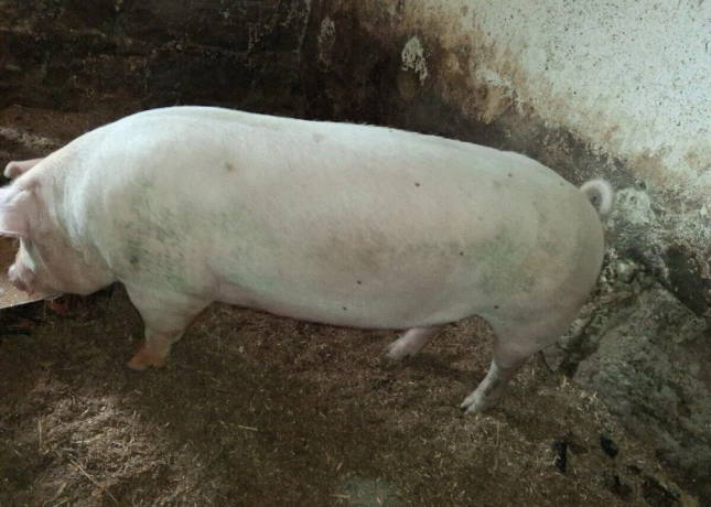 predam-mangalicu-big-0