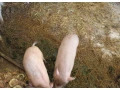 prasnicky-small-4