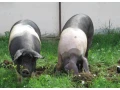 prestickekune-small-0