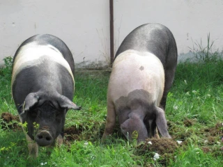 prestickekune