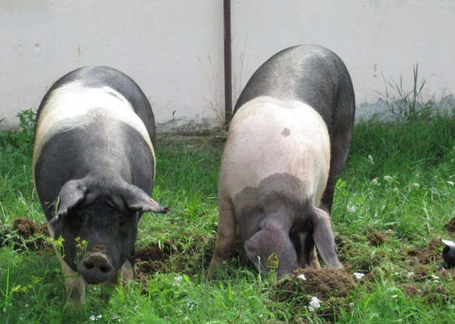 prestickekune-big-0