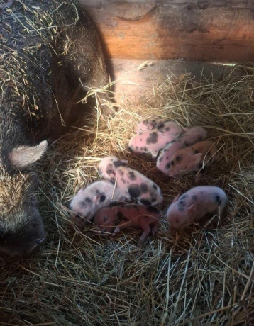 gottingenske-mini-prasiatka-big-2