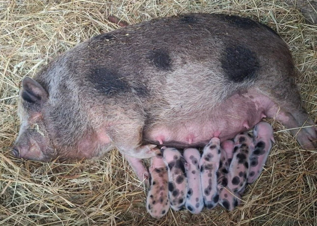 gottingenske-mini-prasiatka-big-1