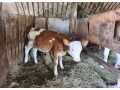 jalovica-small-1