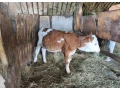 jalovica-small-0