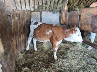 jalovica