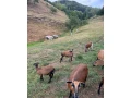 vymenim-kamerunskeho-barana-small-0