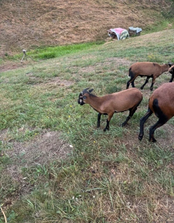 vymenim-kamerunskeho-barana-big-1