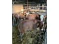 predam-byky-200kg-small-0