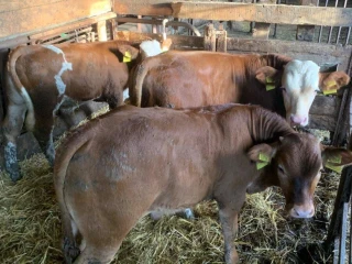 predam-byky-200kg