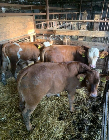 predam-byky-200kg-big-0