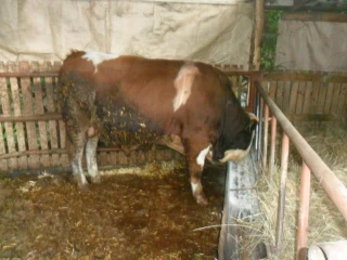 mladi-byk
