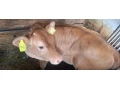 predam-jalovicu-small-2