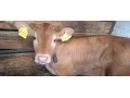 predam-jalovicu-small-0