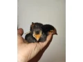 kuriatka-forverky-small-0