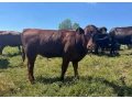 predam-jalovice-plemena-aberdeen-angus-x-limousine-small-1