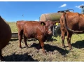 predam-jalovice-plemena-aberdeen-angus-x-limousine-small-3