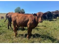 predam-jalovice-plemena-aberdeen-angus-x-limousine-small-2