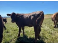 predam-jalovice-plemena-aberdeen-angus-x-limousine-small-0