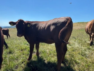 predam-jalovice-plemena-aberdeen-angus-x-limousine