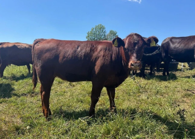 predam-jalovice-plemena-aberdeen-angus-x-limousine-big-1