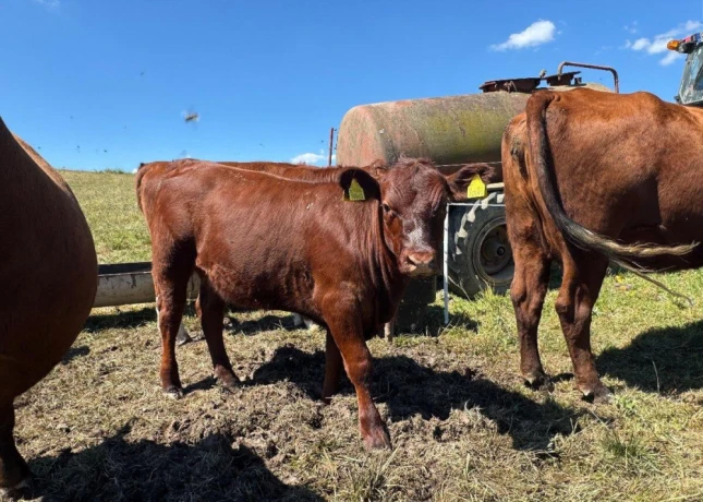 predam-jalovice-plemena-aberdeen-angus-x-limousine-big-3