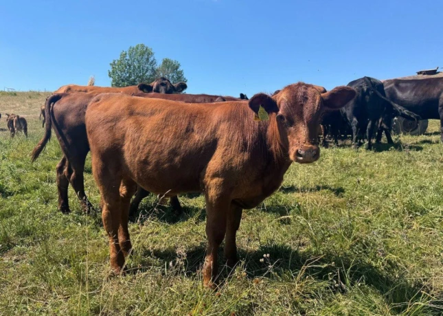 predam-jalovice-plemena-aberdeen-angus-x-limousine-big-2