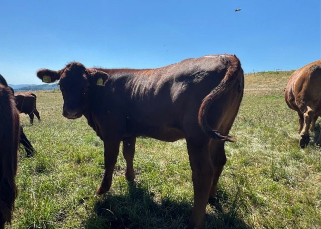 predam-jalovice-plemena-aberdeen-angus-x-limousine-big-0