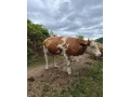 slovenska-strakata-small-1