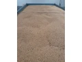 predam-psenicu-small-2