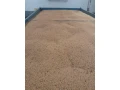 predam-psenicu-small-0