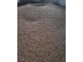 predam-psenicu-small-1