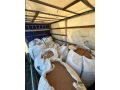 obiliejacmenpsenica-small-2