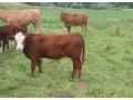 herefordbycek-small-0