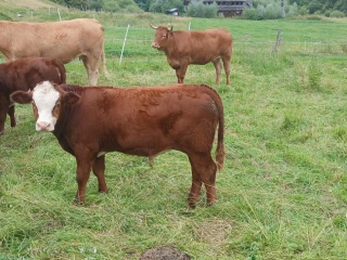 herefordbycek