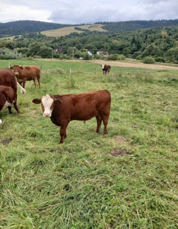 herefordbycek-big-1