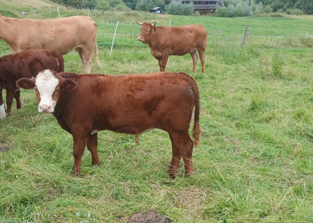 herefordbycek-big-0