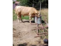 predam-byka-small-3