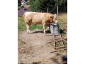 predam-byka-small-2