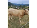 predam-byka-small-0
