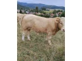 predam-byka-small-1