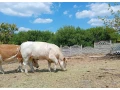 cistokrvnu-jalovica-plemena-charolais-small-1