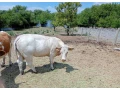cistokrvnu-jalovica-plemena-charolais-small-0